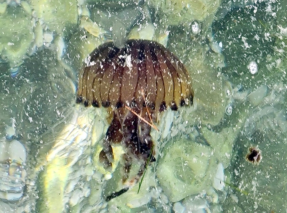 Kompas meduza na Valkanama (Snimio Amir Musemić)